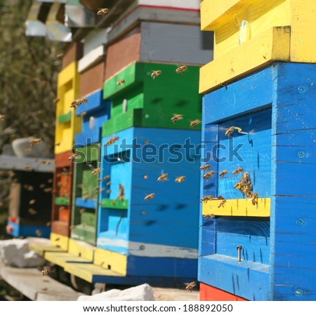 Honey bees swarming and flying around their beehives in multiple colours on sunny day in the Alps mountains