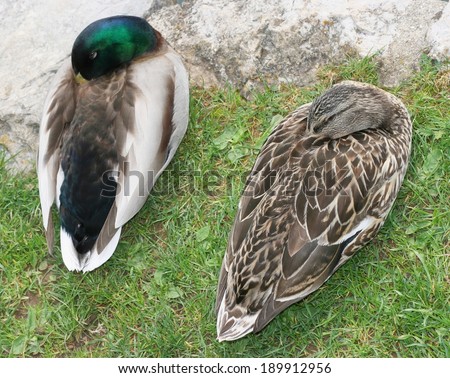 Pair of mallard or wild duck (Anas platyrhynchos), male and female sleeping. Mallards usually form pairs