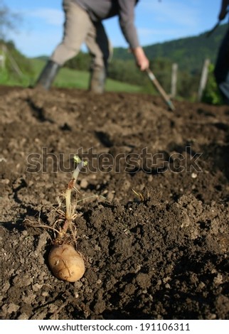 Organic ecological farming, planting last year\'s selected crop by hand, sprouting potato, farmers in background