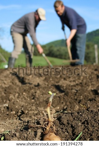 Organic ecological farming, planting last year\'s selected crop by hand, sprouting potato in focus, farmers hoeing in background