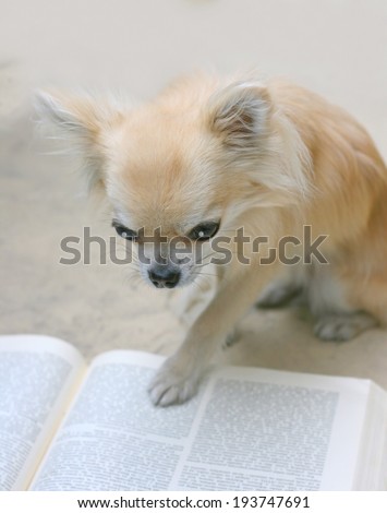 A smart chihuahua dog reading a book, studying