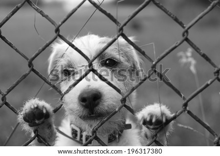 A lonely sad dog behind wire fence, lost freedom, black and white