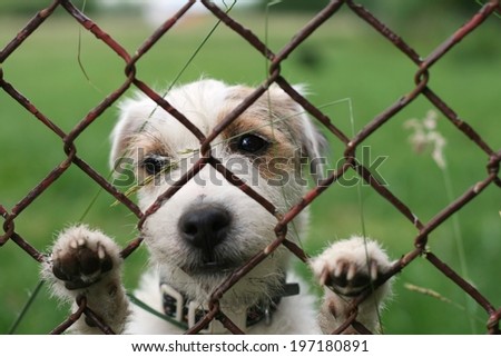 A lonely sad dog behind wire fence, freedom on the other side