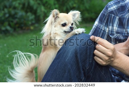 Dog clicker or magazine training with positive reinforcement, chihuahua and its owner or trainer