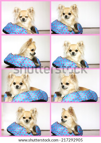 Cute and beautiful longhair chihuahua relaxing on polka dot dog bed, collage, different dog\'s mood, pink background