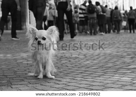 Small city dog, sad chihuahua, sitting all alone on pavement and looking for company, people in background, black and white