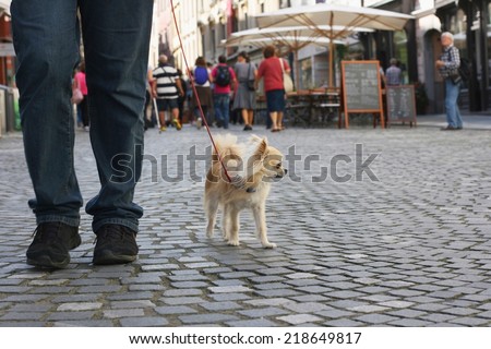 Small city dog, chihuahua, walking in a busy pedestrian city centre