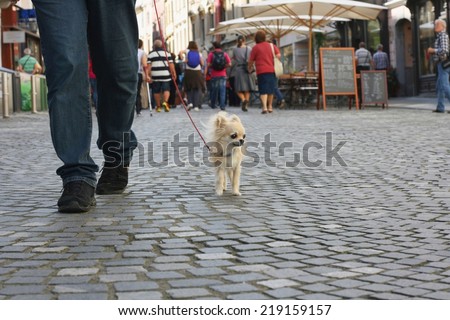 Small city dog, chihuahua, walking in a busy pedestrian city center