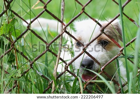 A lonely sad dog behind wire fence