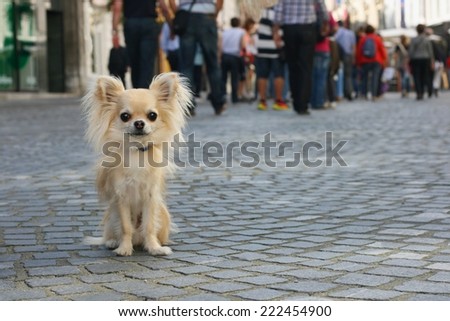 Small city dog on leash, chihuahua, sitting on pavement, people in background