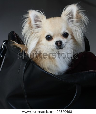 Fancy fashion chihuahua waiting for shopping in a black faux leather bag