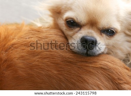Adorable chihuahua relaxing on another dog\'s back