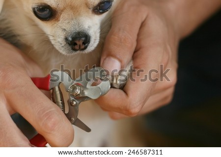 Clipping a dog\'s claws concept, man\'s hand holding clippers