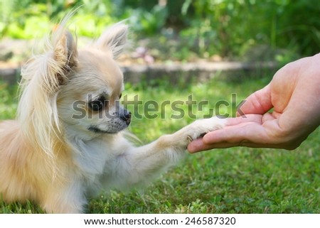 Chihuahua touching paw with man\'s hand, handshake