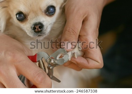 Clipping a dog\'s claws concept, man\'s hand holding clippers