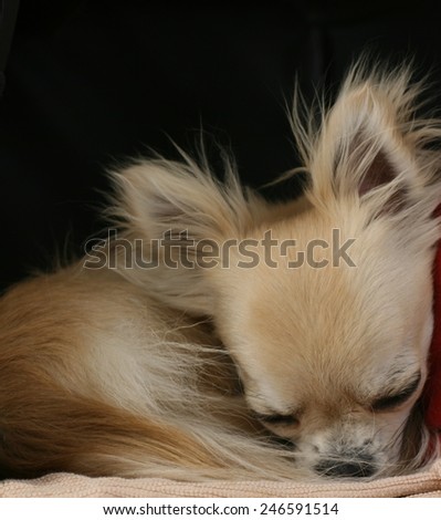 Longhair chihuahua dog curled up in a ball, sleeping and resting. Dog's good life