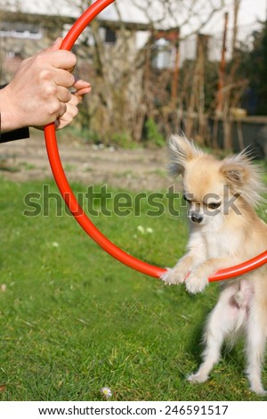 Dog clicker or magazine training with positive reinforcement, chihuahua jumping through agility ring