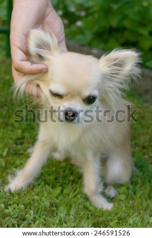 Animal and human friendship, man\'s hand caressing a small longhair chihuahua