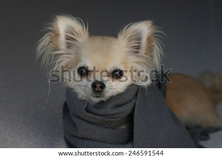 Protect your dog from cold in winter, portrait of longhair chihuahua wearing a scarf