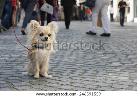 Small city dog on leash, chihuahua, sitting on pavement, people in background