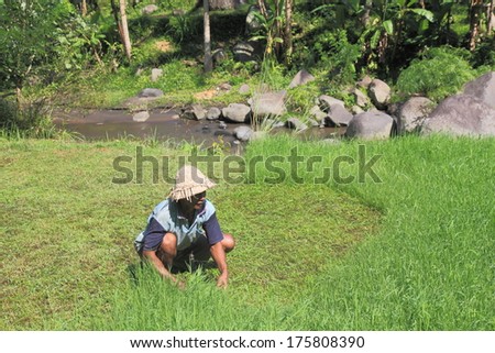 BALI INDONESIA - May 16, 2013 :Unidentified local farmer cuts weed in farming fields - Indonesia is famous for extensive rice terraces with complex irrigation systems.