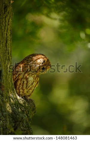 A tawny owl looks down from a tree in woodland.  Selective focus throws the background into blur.