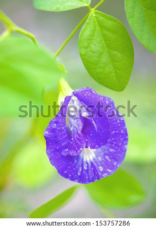 Flowers, purple flowers, flower Anchan.