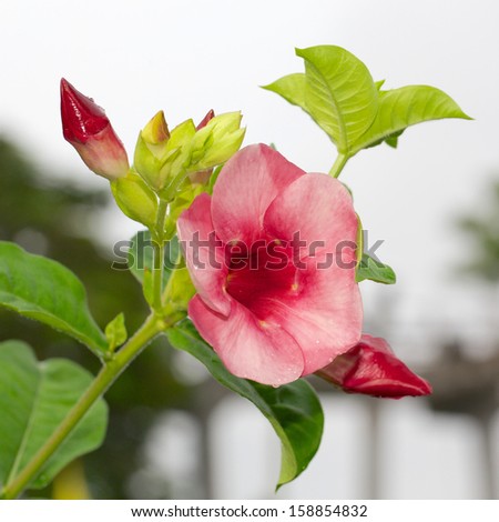 Allamanda or golden trumpet isolated on white and green background