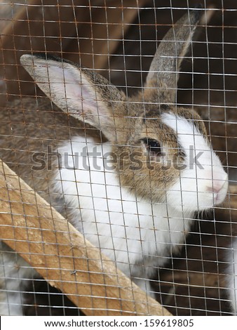 Rabbit were reared in cages.