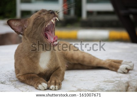 Brown cats yawning with mouth wide open and shows fangs