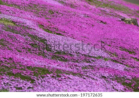 landscape with pink flower, pink moss,on the mountain shitose Hokkaido Japan.