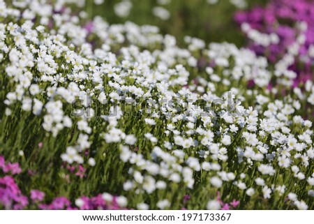 colorful pink moss phlox as background,landscape with pink flower, pink moss,on the mountain shitose Hokkaido Japan.
