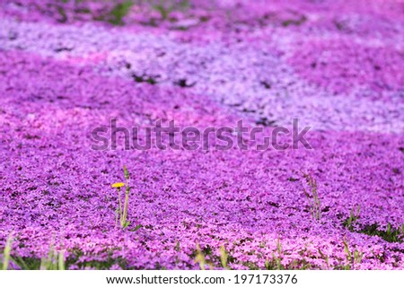 colorful pink moss phlox as background,landscape with pink flower, pink moss,on the mountain shitose Hokkaido Japan.
