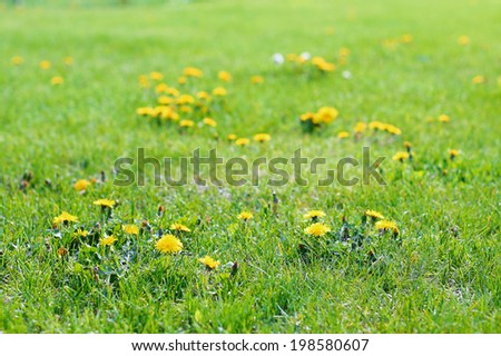 Yellow grass interspersed with green grass.