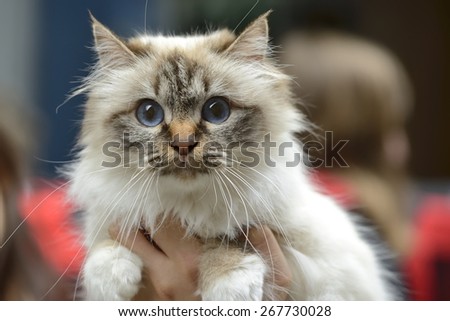 Birman cat being held at cat show