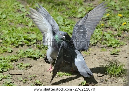 Two pigeons fighting fiercely on the ground outside.