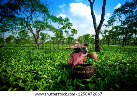 Assam Tea Garden grown in lowland and Brahmaputra River Valley, Golaghat district, Assam state, India, focus at foreground.