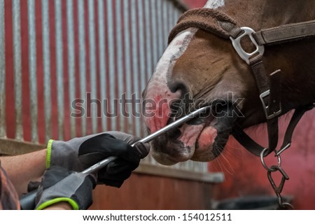 Brushing a horse his teeth
