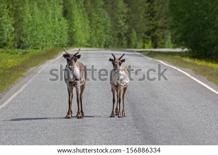 Reindeer on a road in northern Sweden