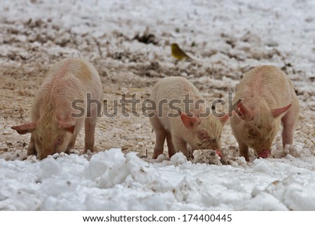 Three little pigs rooting with their nose in the snow
