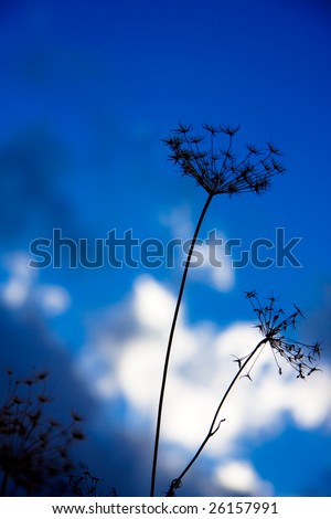 Silhouette of flowers against blurred blue sky background