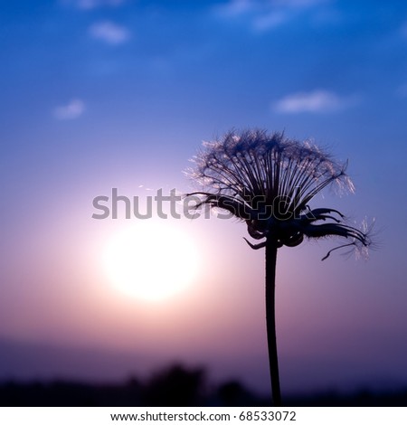 Close-up shot of a dandelion silhouette against beautiful colorful sunset.