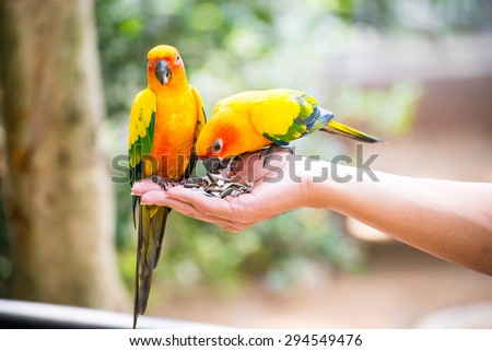 parrot on hand