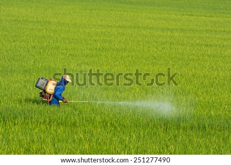 Farmers are using pesticides in rice.