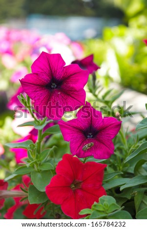 Red and pink petunia in the garden, Thailand.