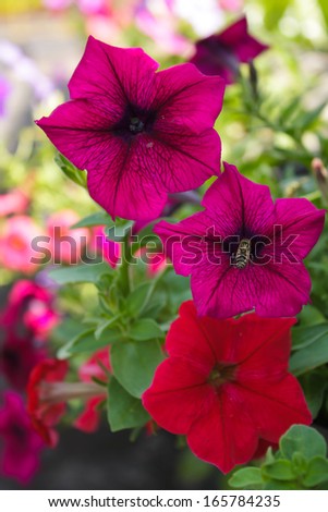 Red and pink petunia in the garden.