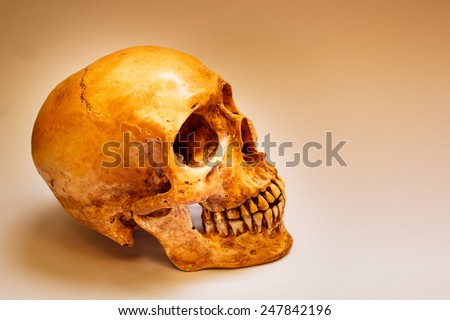 Still life with a human skull isolated on white.
