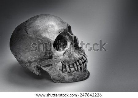 Still life with a human skull isolated on white.