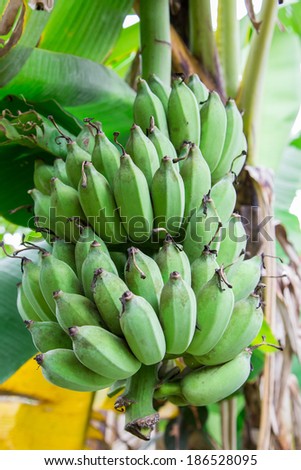 Bunch of unripe bananas on tree tropical fruit in thailand