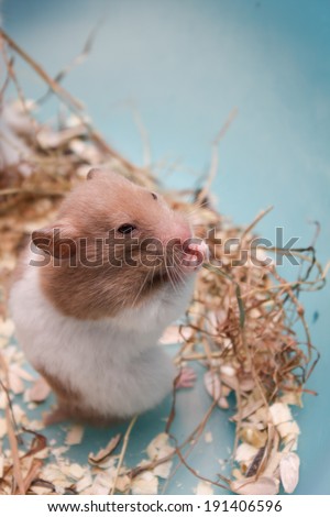hamster eating dry grass be smile happy